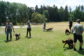 Schlussrunde der Hündinnen