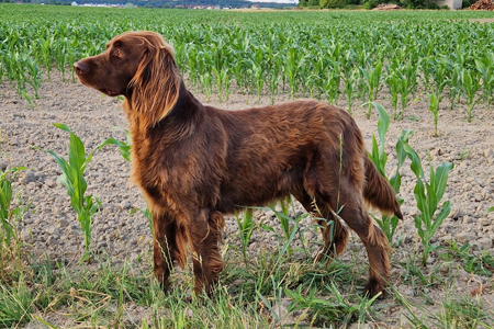 Zwinger von der Leeritzen