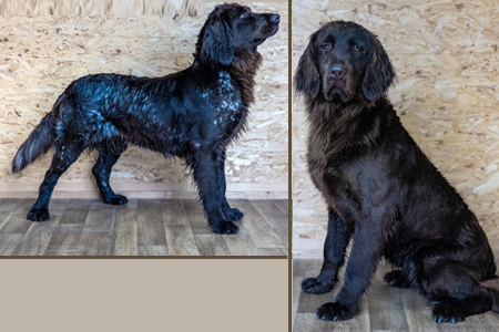 Zwinger von der Schmiede